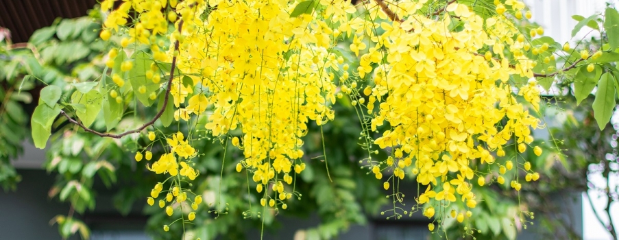 Hoa muồng Hoàng yến tại Ecogarden